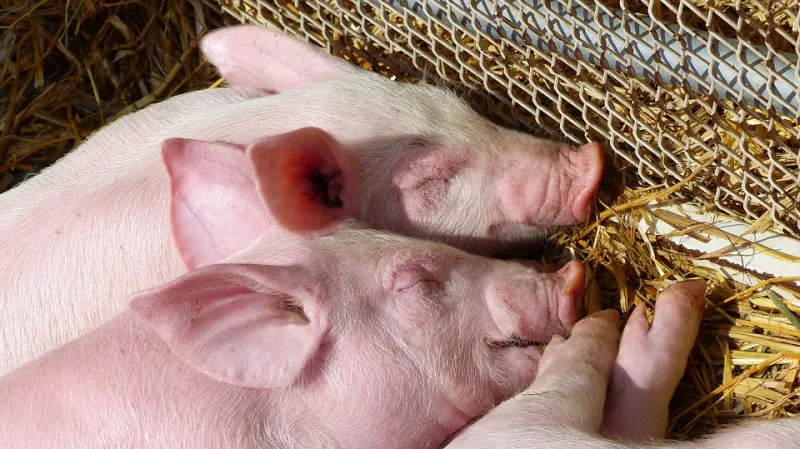 В десяти районах Новгородской области ввели карантин из-за африканской чумы свиней