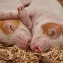 Из-за угрозы АЧС в Новгородской области перепрофилировали 13 свиноводческих хозяйств