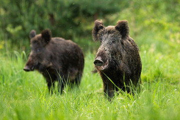 В Новгородской области выявили очаг африканской чумы свиней