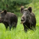 В Новгородской области выявили очаг африканской чумы свиней