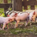 Венгерских свиней подсчитали в Новгородской области