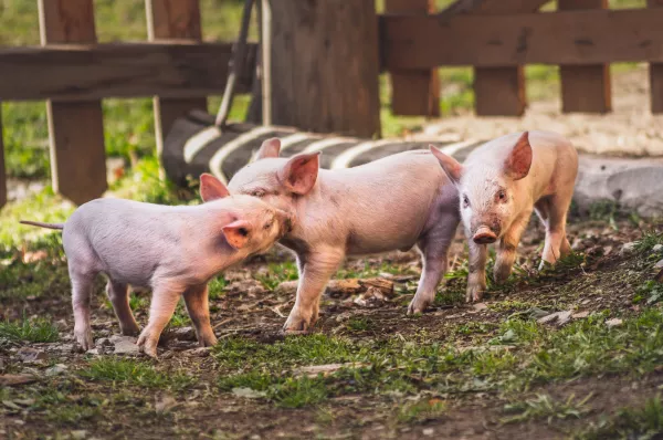 Венгерских свиней подсчитали в Новгородской области