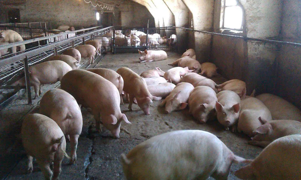 фотография продукта свинина живой вес